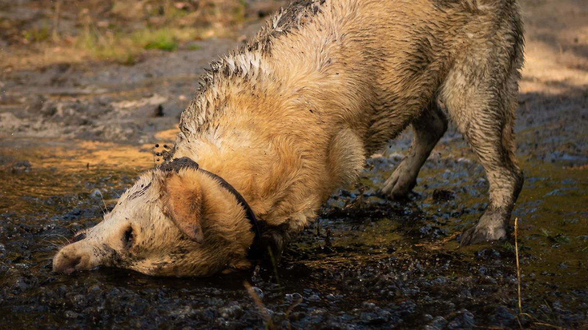 Warum wälzen sich Hunde in Kot oder Aas? Martin Rütter